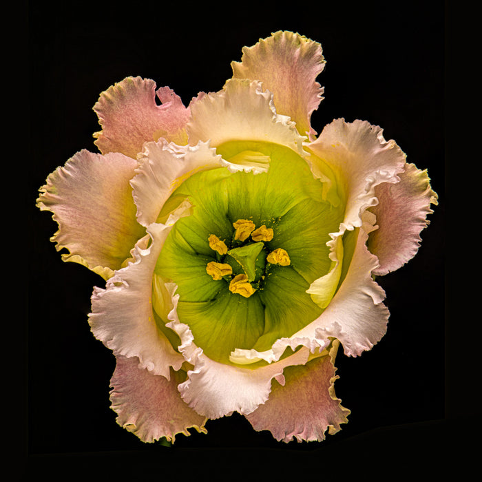 Lisianthus 7