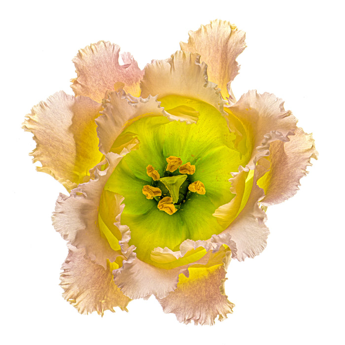 Lisianthus 8