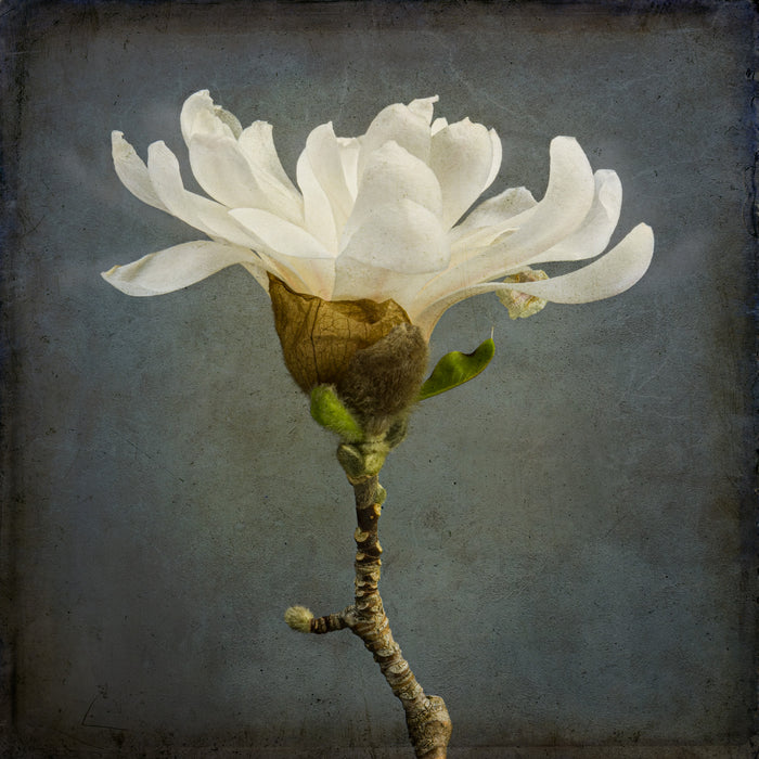 Magnolia 18