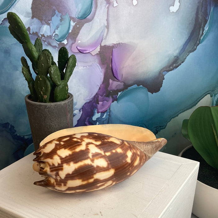 Melo Volute Shell