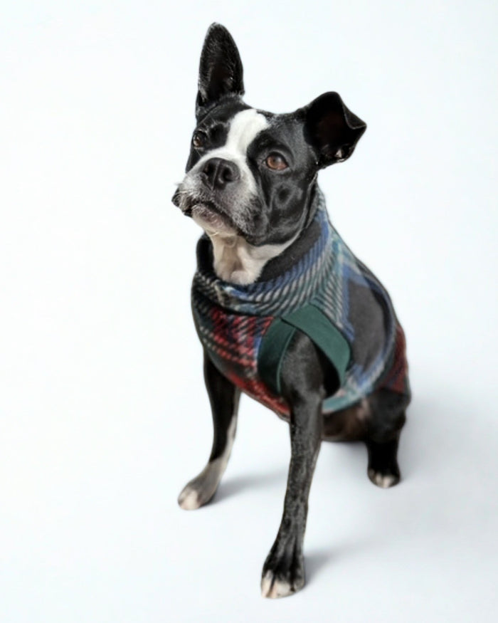 Boston Terrier modeling a dark plaid dog sweater crafted from anti-pill fleece