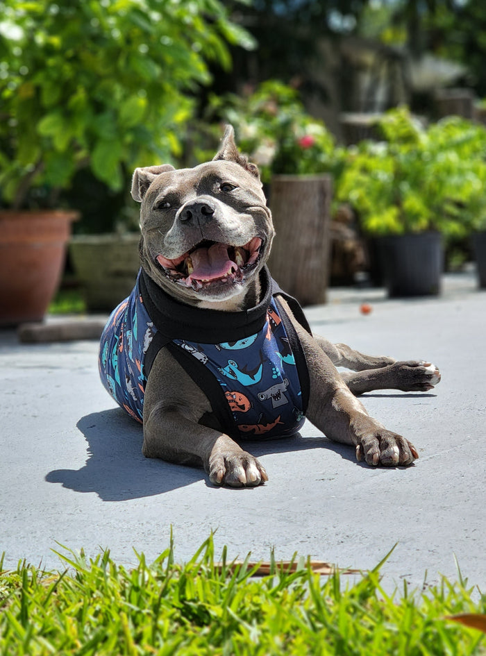 Happy dog sun bathing in Mischievous Fish & Sharks dog pajamas made from lightweight stretchy fabric