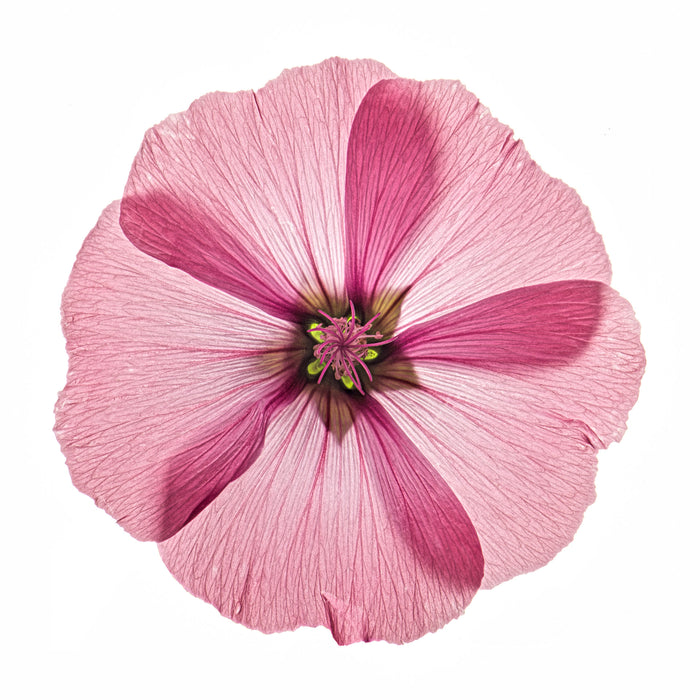 Musk Mallow 5