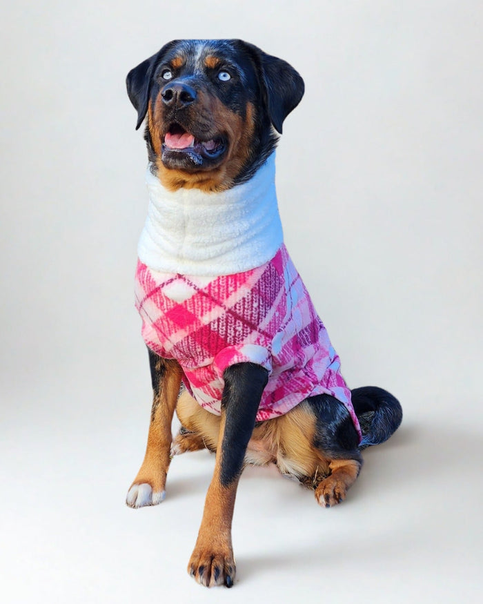 Pink plaid fleece dog sweater with sherpa turtleneck on Rottweiler, sitting