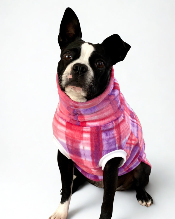 French bulldog in pink and purple plaid sweater
