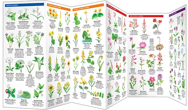 California Trees and Wildflowers