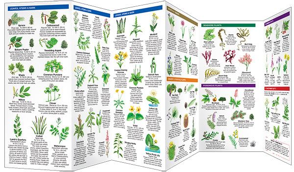 Edible Wild Plants