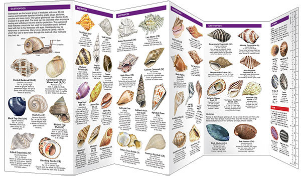 Seashells