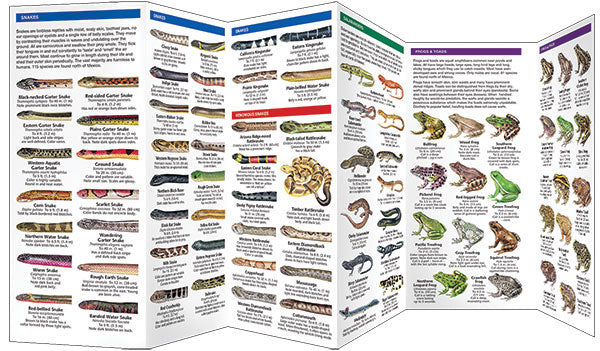 Reptiles & Ampibians