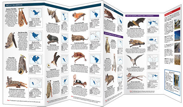 Bats