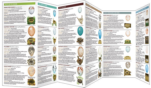Nests and Eggs of North American Backyard Birds