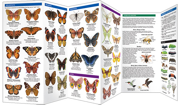Butterflies & Pollinators