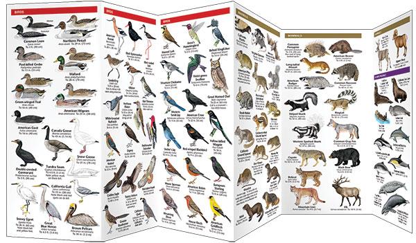 Pocket Naturalist Guides