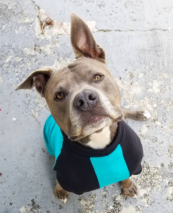 Jax & Molly's Raglan Dog Pajamas
