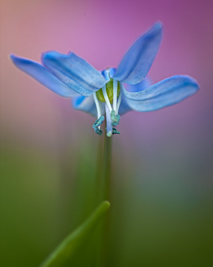 Scilla 5