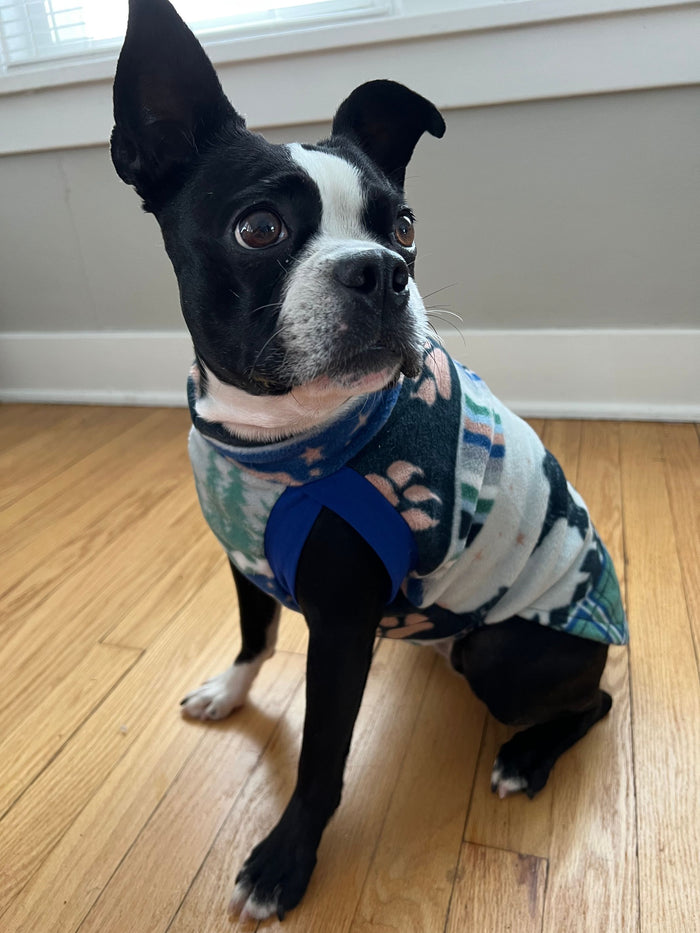 Boston Terrier wearing Backside view of a charming fleece dog sweater featuring bear prints and royal blue trim.