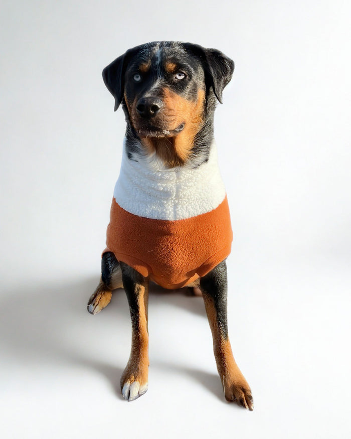Orange fleece dog sweater with sherpa turtleneck on black dog, front view sitting