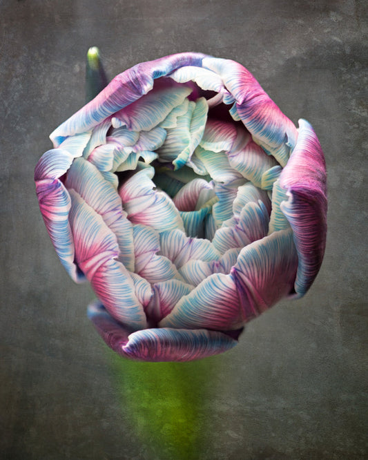 Tulip 37