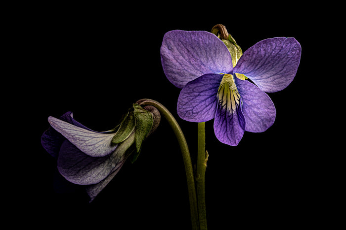 Violet 3