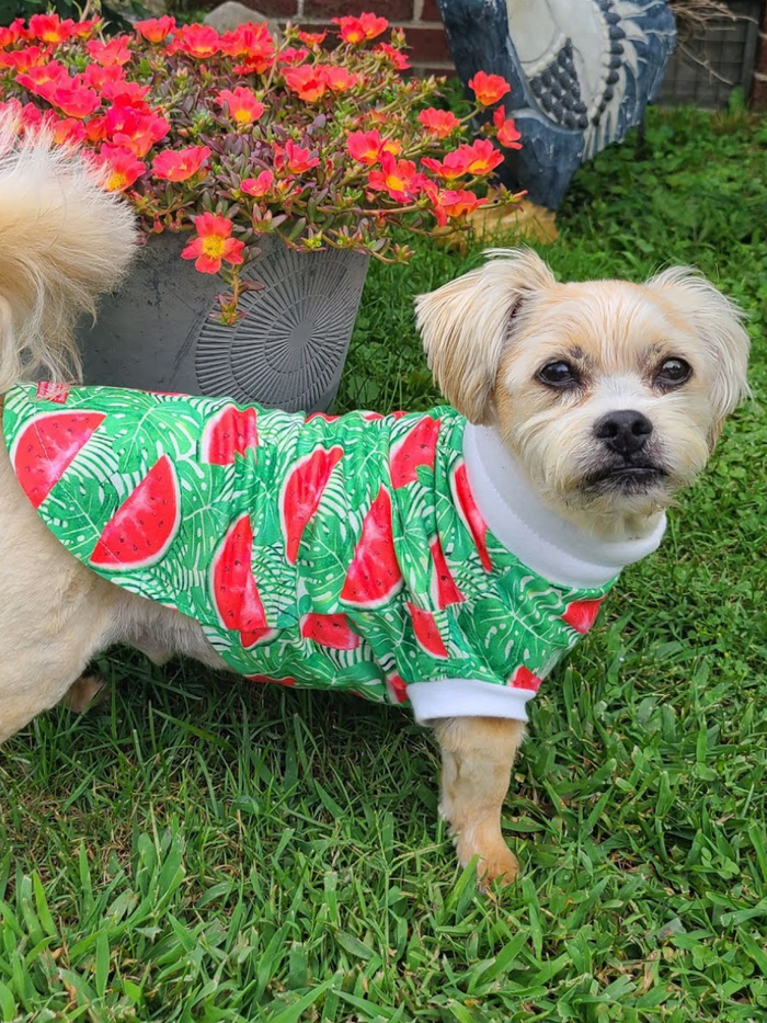 Watermelon Crush poly-spandex dog pajamas with white trim on small dog standing