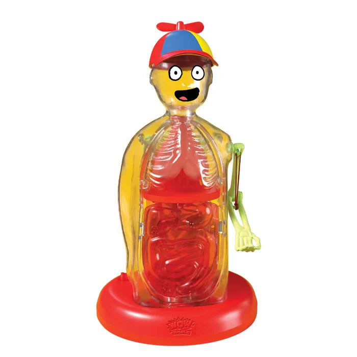 Transparent figure with visible internal organs on a white background
